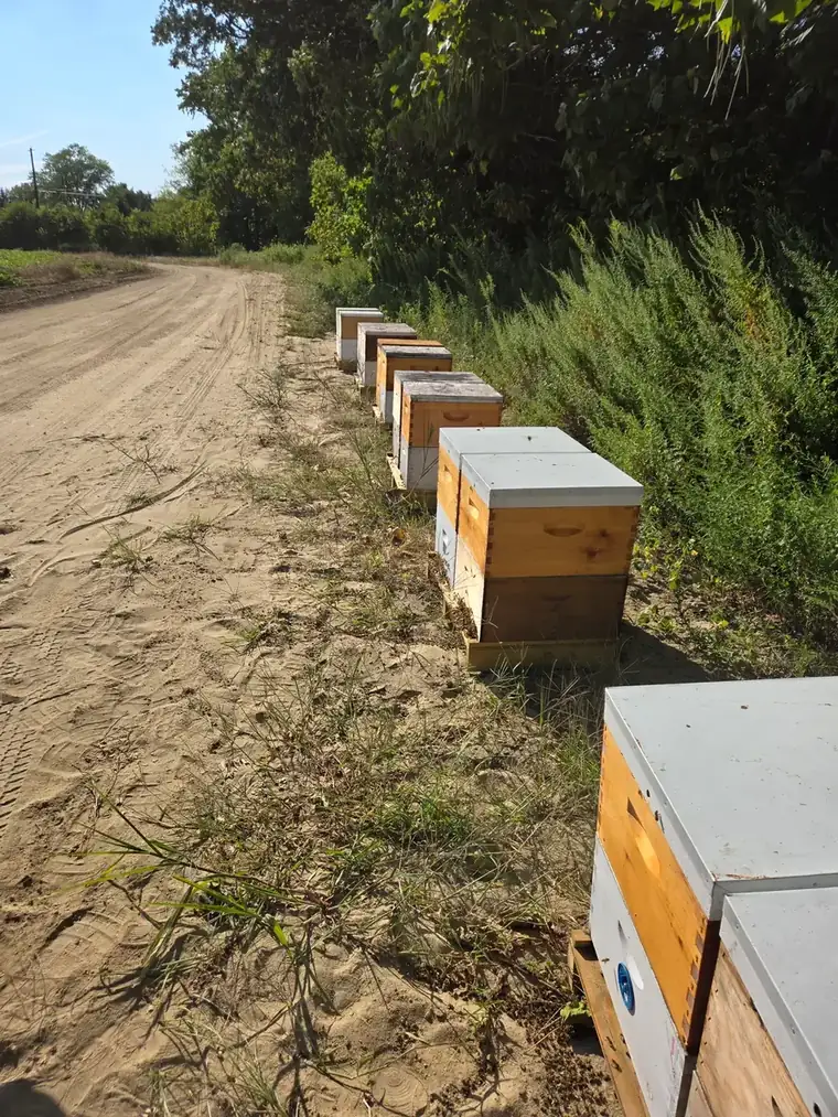 Row of B Squared Farms beehives along a South Jersey farm road